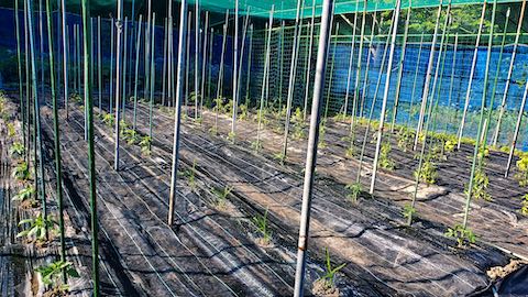 20200529野菜畑に防草シートを敷く作業4