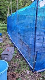 20200529野菜畑のネット周り最終仕上げ1