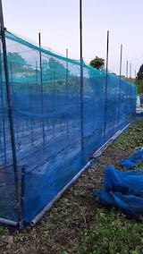 20200529野菜畑のネット周り最終仕上げ2