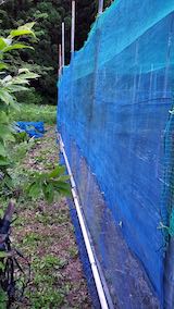 20200529野菜畑のネット周り最終仕上げ3