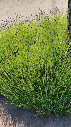 20200604歩道の早咲きラベンダーこいむらさき1