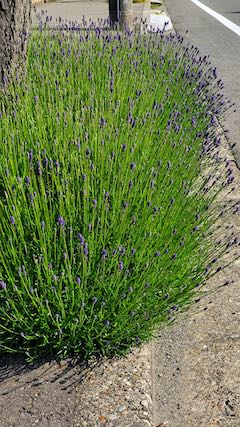 20200604歩道の早咲きラベンダーこいむらさき2
