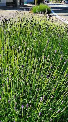 20200604歩道の早咲きラベンダーこいむらさき3