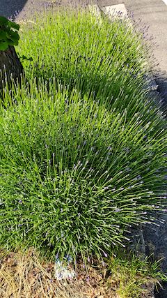 20200604歩道の早咲きラベンダーこいむらさき4