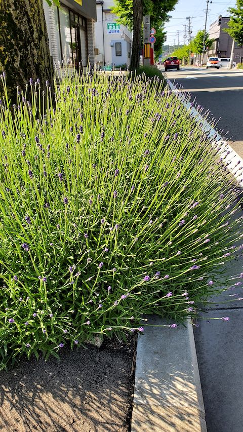20200604歩道の早咲きラベンダーこいむらさき5