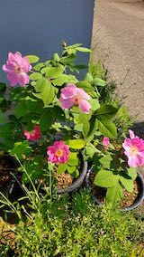 20200604アップルローズ