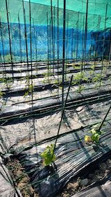 20200604野菜畑
