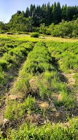 20200604ラベンダー畑の草取り前の様子2