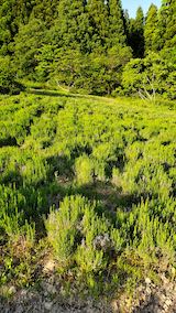 20200604ラベンダー畑の草取り途中の様子2