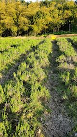 20200604ラベンダー畑の草取り途中の様子1