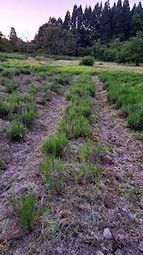 20200604ラベンダー畑の草取り後の様子1