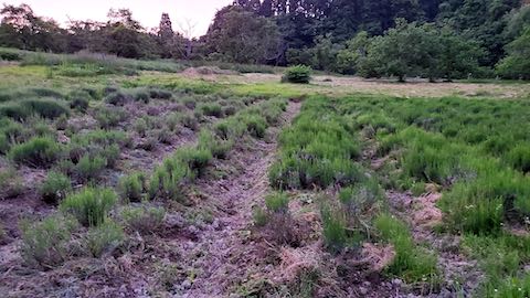 20200604草取り後のラベンダー畑の様子