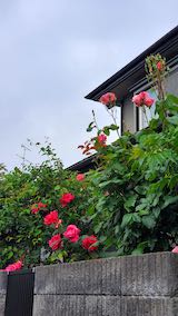 20200607速歩へ向かう途中のバラの花