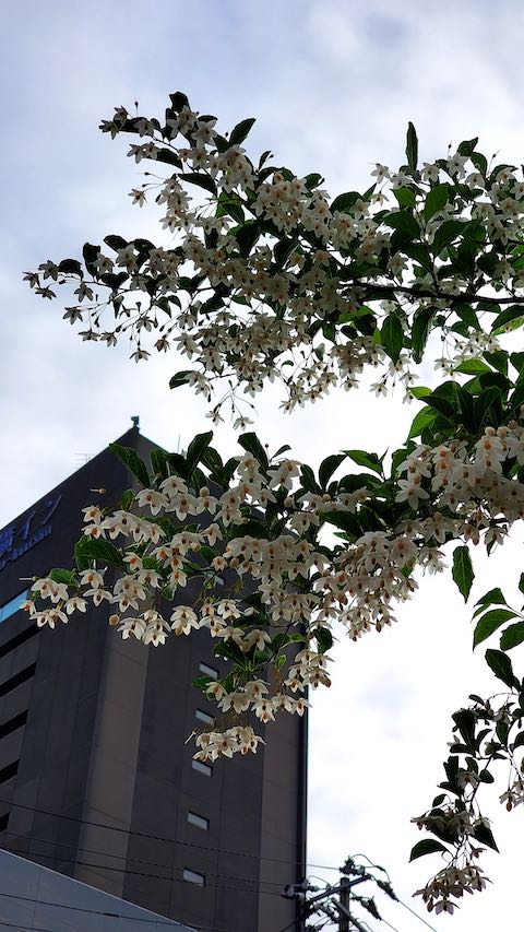 20200607歩途中で望んだ樹木の花