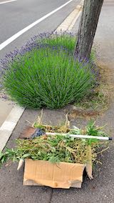 20200607歩道のラベンダー周りの草刈り