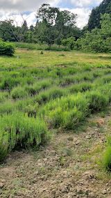 20200607草取り前のラベンダー畑1