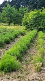 20200607草取り前のラベンダー畑2