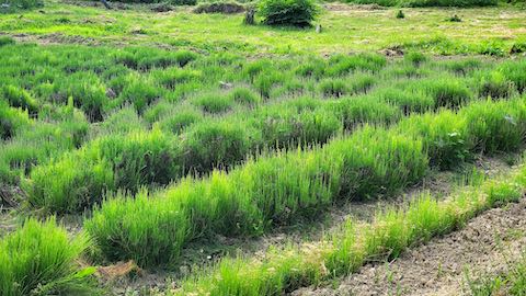 20200607草取り前のラベンダー畑の様子3