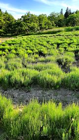 20200607草取り途中のラベンダー畑