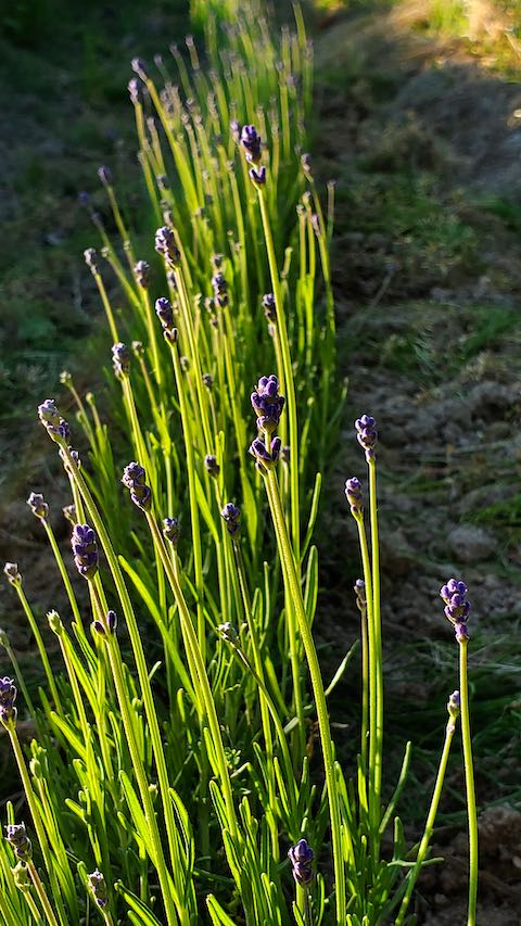 20200607草取り途中で望んだラベンダーこいむらさき1
