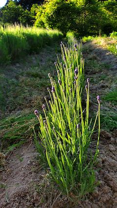 20200607草取り途中で望んだラベンダーこいむらさき2