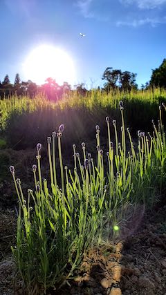 20200607草取り途中で望んだラベンダーこいむらさき3
