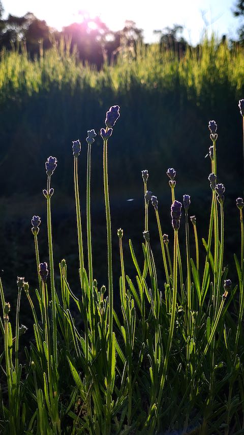 20200607草取り途中で望んだラベンダーこいむらさき4