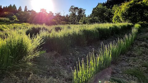 20200607草取り途中で望んだラベンダーこいむらさき5