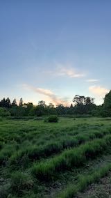 20200607外の様子夜のはじめ頃山