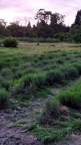 20200607草取り後のラベンダー畑1