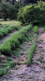 20200607草取り後のラベンダー畑2