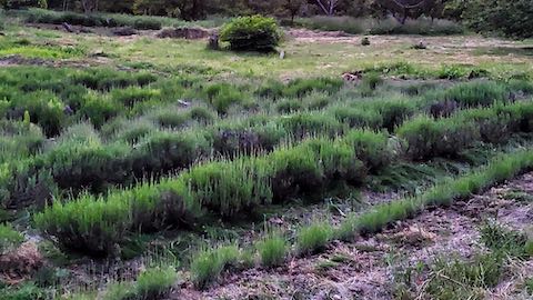 20200607草取り後のラベンダー畑の様子5