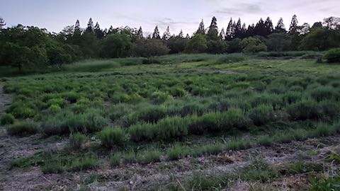 20200607草取り後のラベンダー畑の様子6