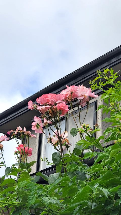 20200620速歩へ向かう途中で望んだバラの花