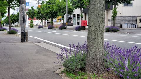 20200620東大通り歩道に咲く早咲きラベンダーこいむらさき2