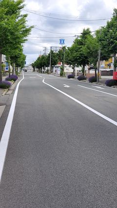 20200620東大通り歩道に咲く早咲きラベンダーこいむらさき3