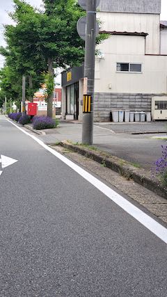 20200620東大通り歩道に咲く早咲きラベンダーこいむらさき4