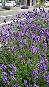 20200620東大通り歩道に咲く早咲きラベンダーこいむらさき1