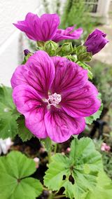 20200620お店前のハーブ苗ウスベニアオイ