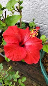 20200620鉢植えのハイビスカス