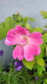 20200620お店前のハーブ苗アップルローズ