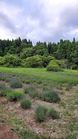 20200620外の様子夕方山