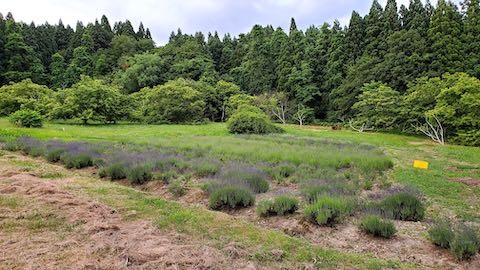 20200620ラベンダー畑の様子1