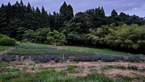 20200620ラベンダー畑の様子2