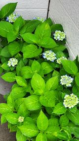 20200701お店前のアジサイの花1