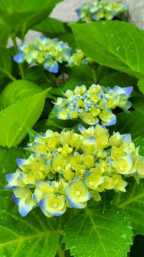 20200701お店前のアジサイの花2