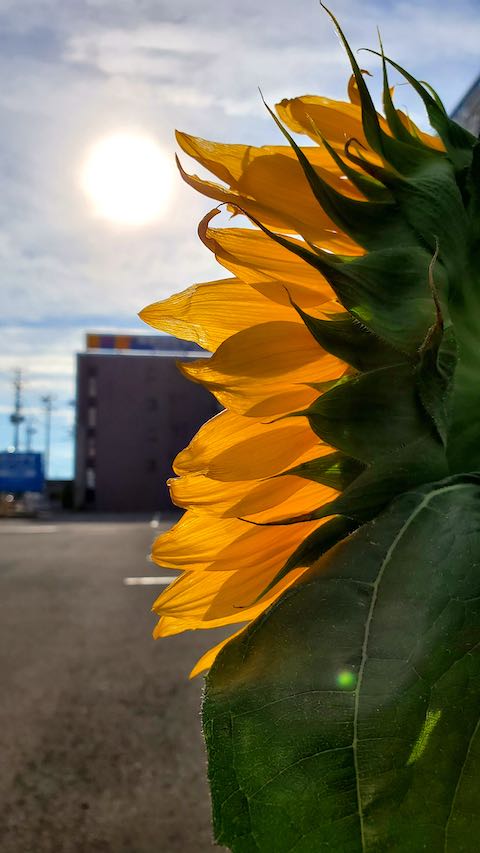 20200721速歩途中で望んだひまわり