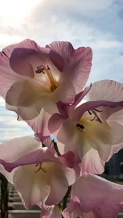 20200721速歩途中のスポーツジム花壇の花1