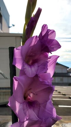 20200721速歩途中のスポーツジム花壇の花2