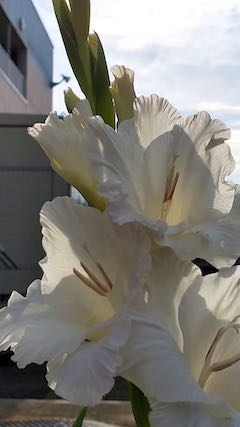 20200721速歩途中のスポーツジム花壇の花3